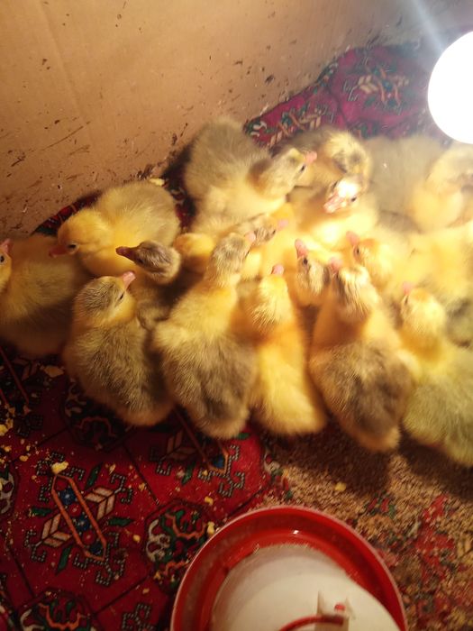 Продаються гусята