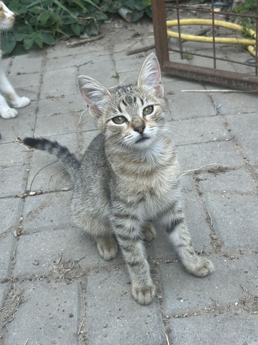 Pisica de adoptat cateva luni