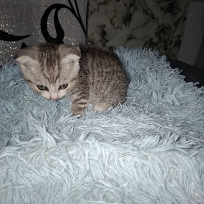 Отдам котёнка в добрые руки