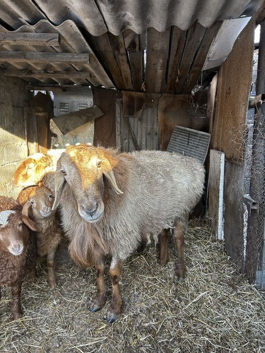 Қошқар сатылады гиссар