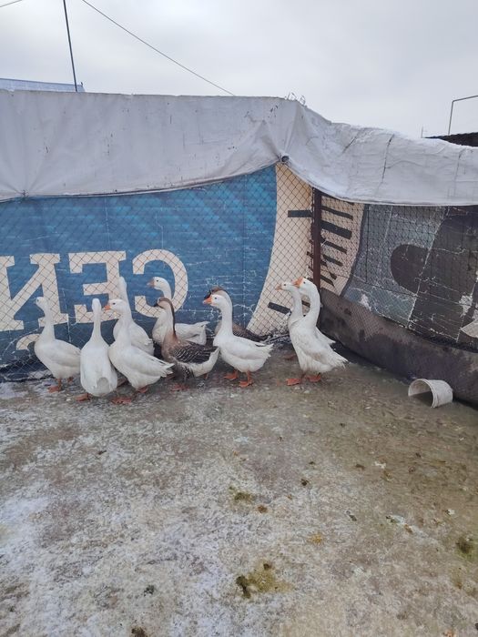 Гусий, лиинда...