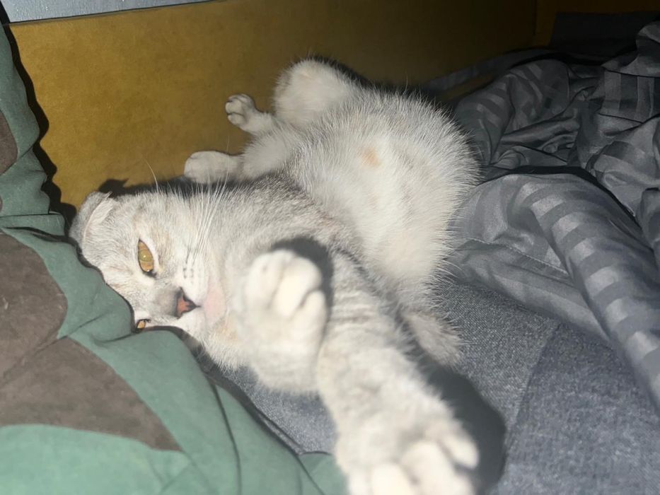 Кошка и кот бесплатно