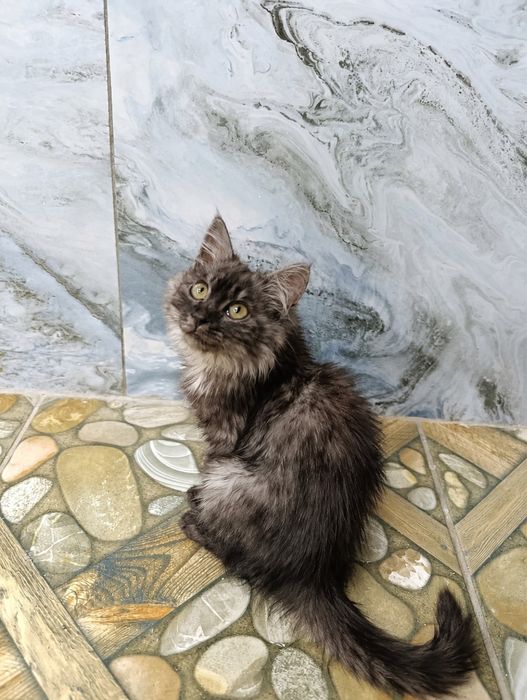 Котята в самые лучшие семьи!