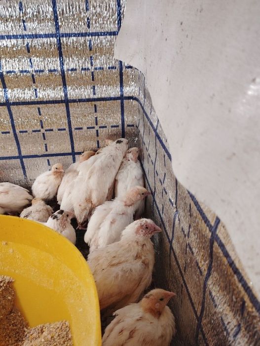 Bedana jojasiga zakaz olamiz  BELI GIGANT paroda