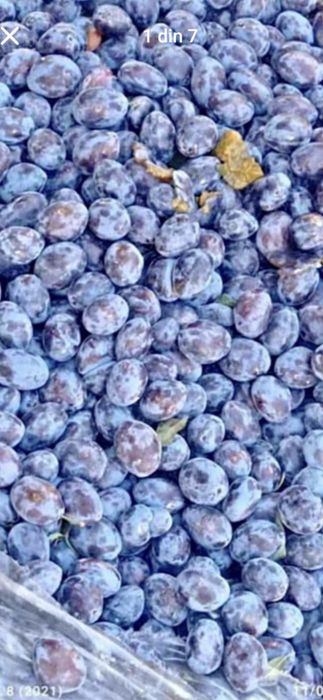 Prune din livadă proprie, excelente pentru țuică
