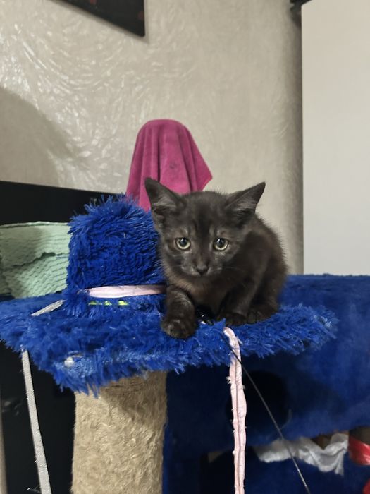 Отдам котенка в хорошие руки