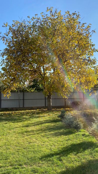 Дерево грецкого ореха