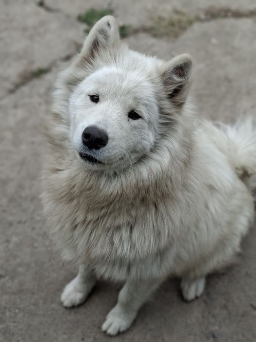 Племенная Самоедская Собака девочка