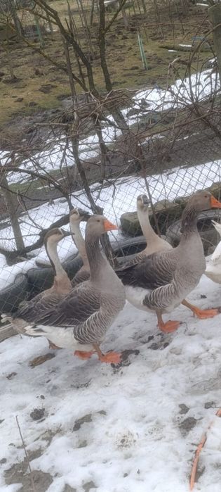 Vând rațe si gaște