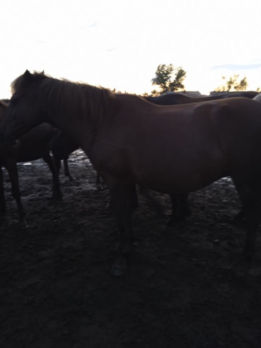 Продам кобылу рыжая