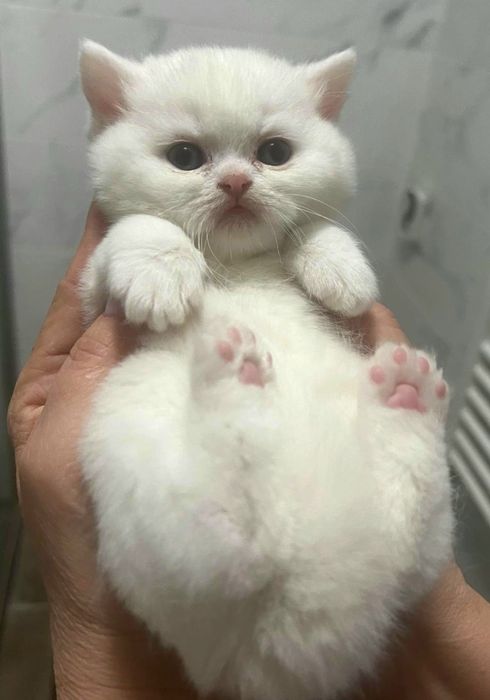 Motan British Shorthair alb