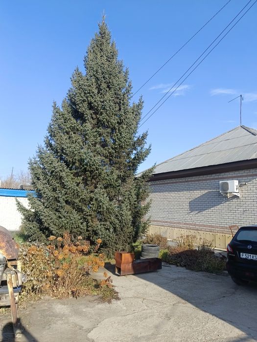 Продам ёлку живую