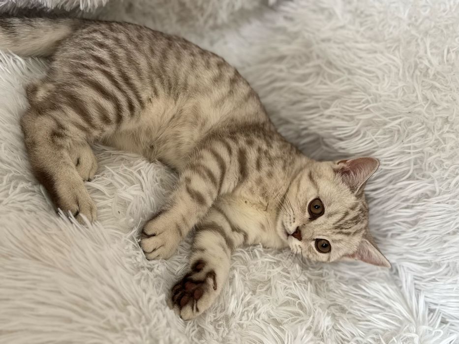 Котик по имени Бэйбик ищет дом