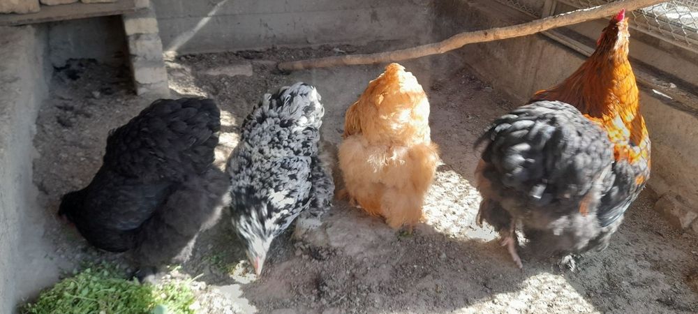 Tovuq tuxumi sotiladi