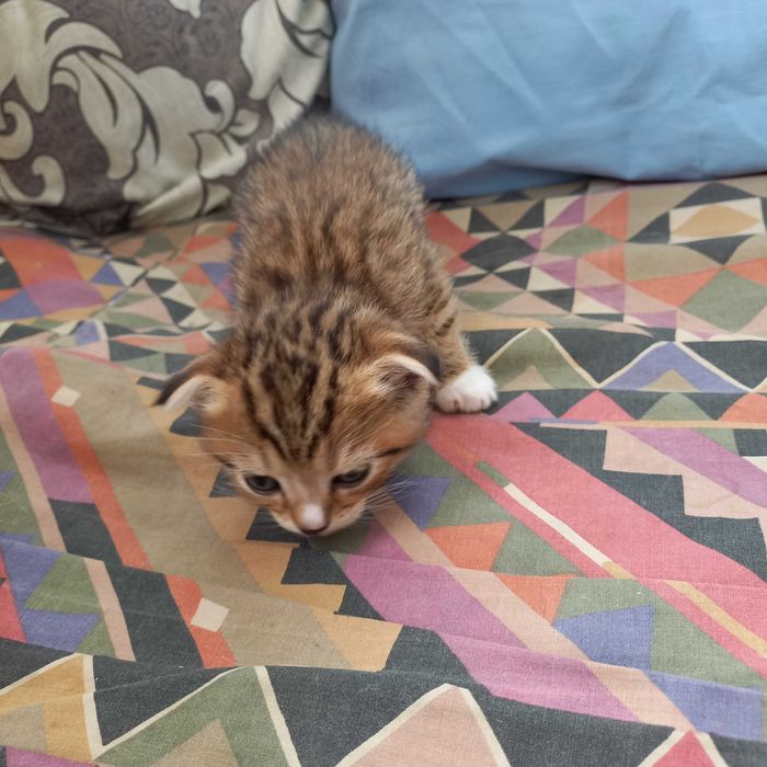 Продам британских вислоухих котят