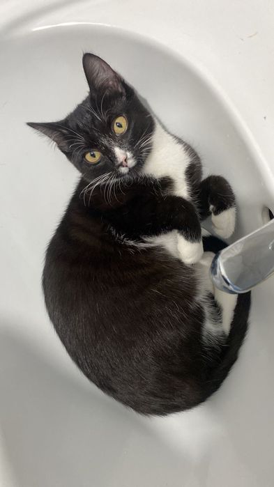 Отдам  даром  с сумкой  для кошек