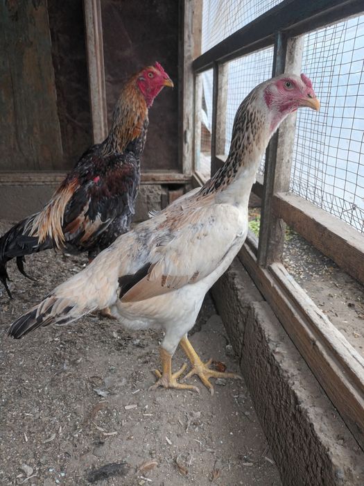 Дакан товук сотилади