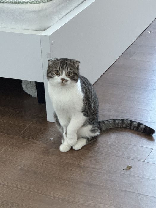 Отдаем стерилизованного кота в хорошие руки