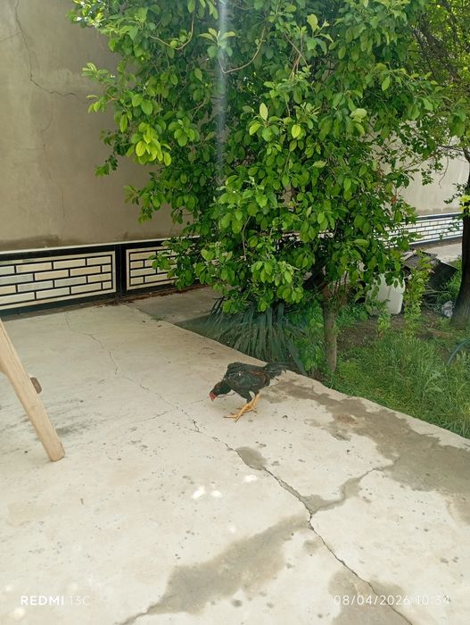 Xuroz sotiladi joʻja