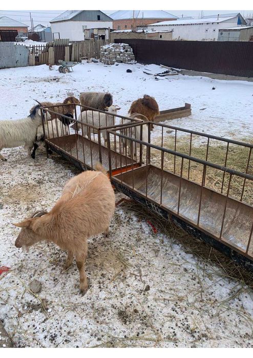 Ешкі лағымен сатылады орыс ешкілер сүтті