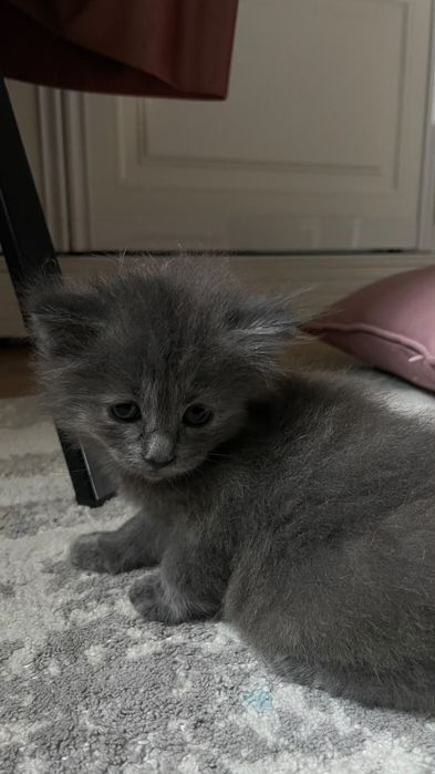 Отдам котят в хорошие руки