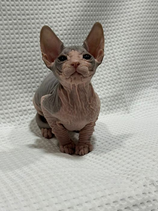 Шикарная девочка в отличном породном типе