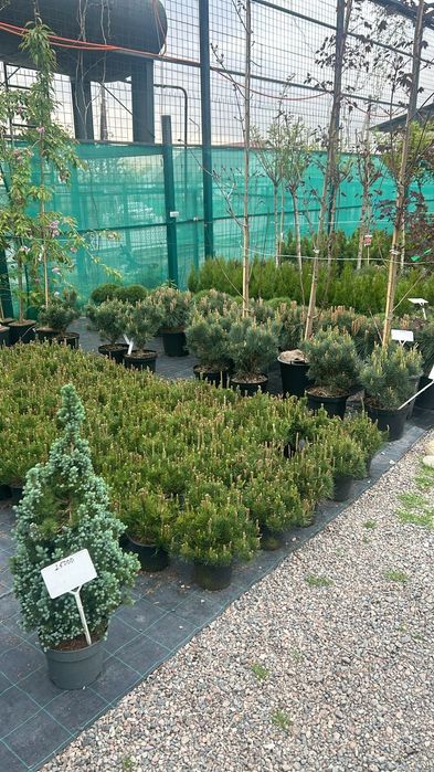 Ель сосна саженцы газон