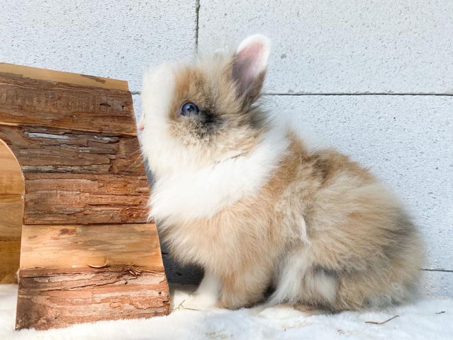 Iepuri pitici de companie berbec pitic/cap de leu/olandez pitic/mini