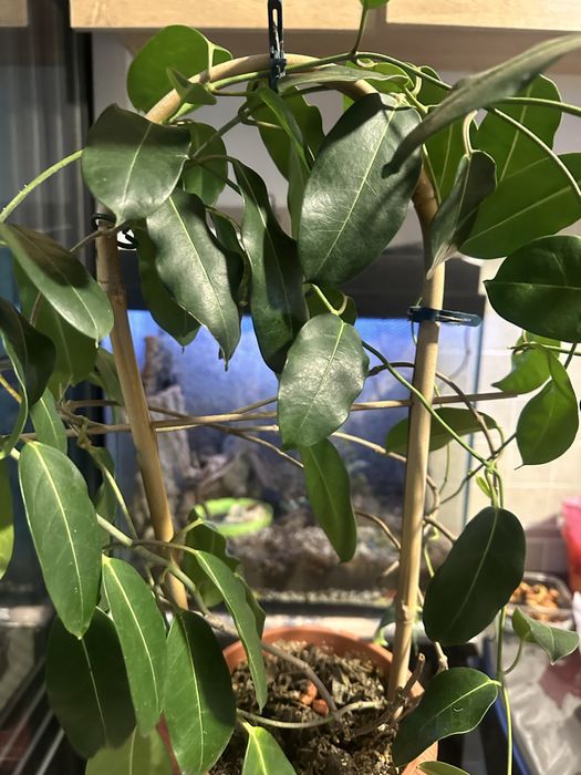 Стефанотис жасмин