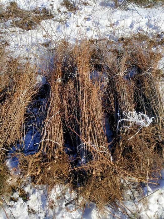 Саженцы вяз              .