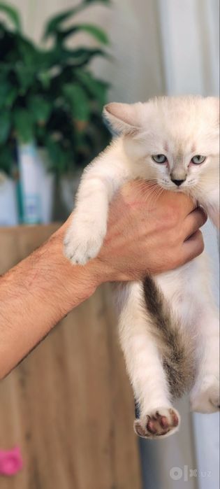 Котята породы Невская маскарадная