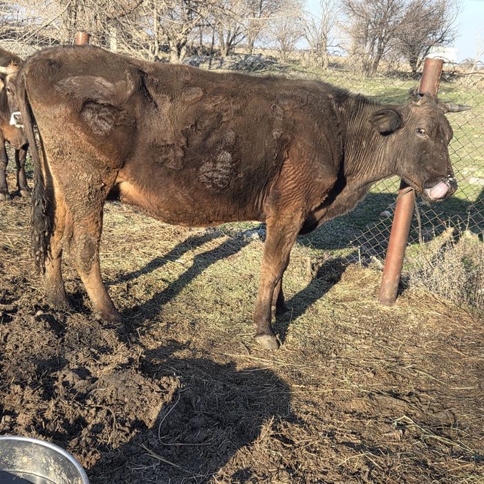 Каровы,сыиыр таинша