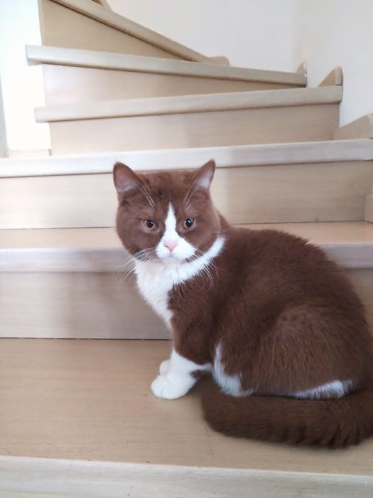 British shorthair cu pedigree