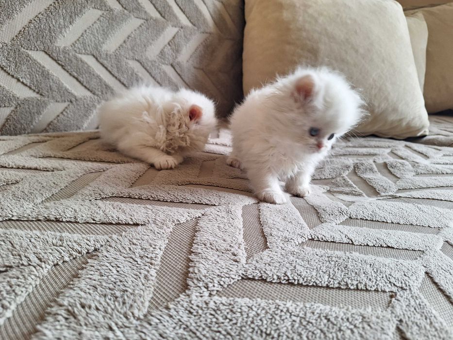 Персийски котенца