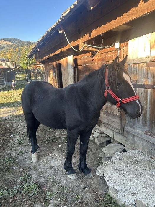 Vand 2 manji mai multe detali in pv