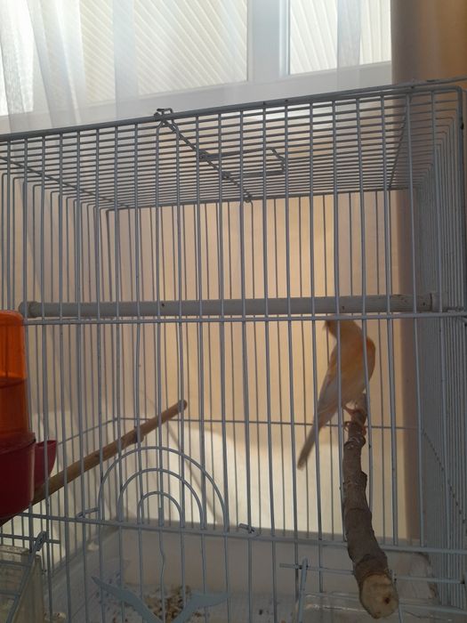 Продам канарейк молодые самсы