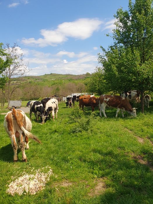 Vind vaci gestante, juninci, viței, tauri