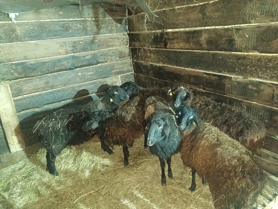 Буаз Коилар сатылады 60 мыннан