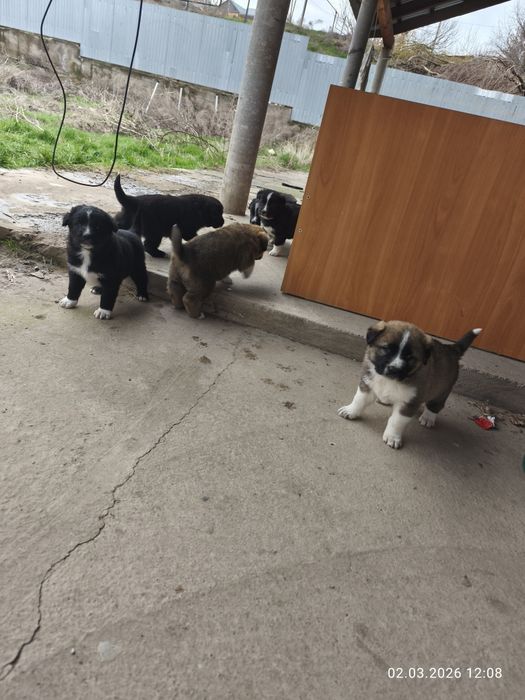 Отдам щенков в добрые руки