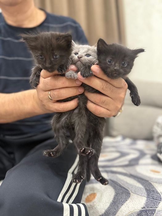 Котята в добрые руки