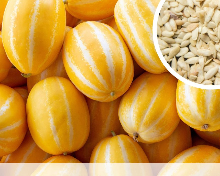 Seminte Pepene Chamoe" Korean (   200 seminte) Cadou Decembrie + 50 se