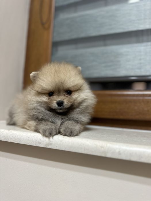 Мини Померан