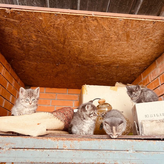 Котята милые и сладкие