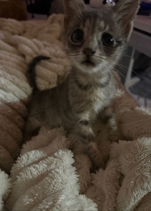 Подарявам бебе коте