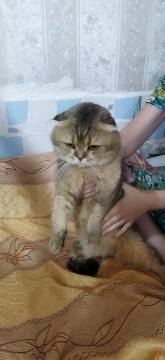 Вязка кота,Mushuklarning juftlashishi