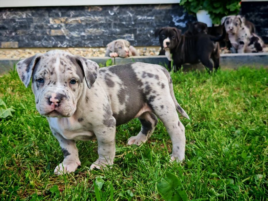 American Bully XL