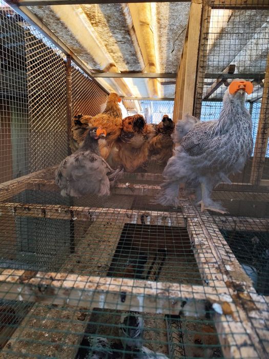 De vânzare, între 2 luni și 4 luni