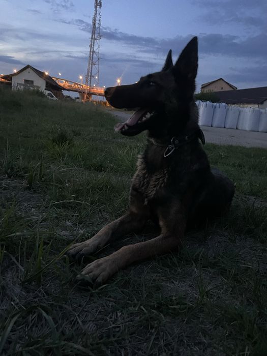 Donez ciobanesc malinois