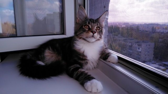 Москитные сетки АНТИКОШКА в Алматы