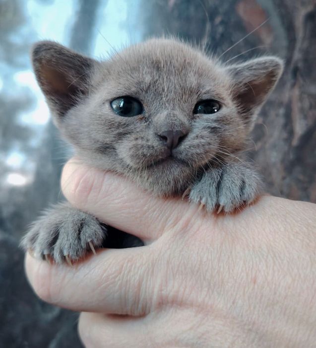 Европейская бурма